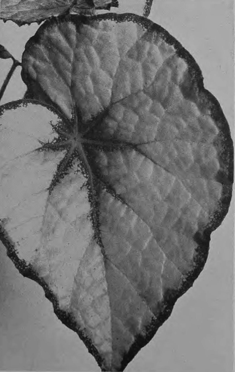 B. ‘Grayson’